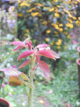 �p�p���C�����̂ڂ�