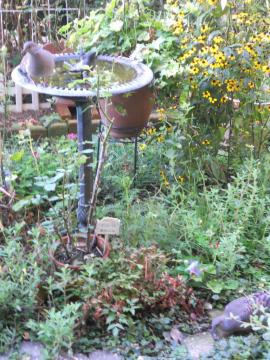 �����̃L�W�o�g�y�A