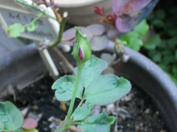 ���C14���̂ڂ�