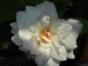 �A�C�X�o�[�O