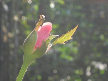 �N�C�[���G���U�x�X