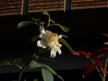 �A���X�^�[�X�e���O���C