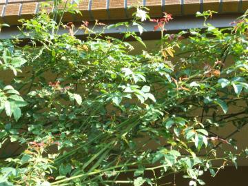 �X�e���O���C�̃V���[�g