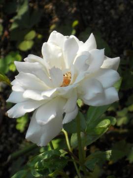 �A�C�X�o�[�O