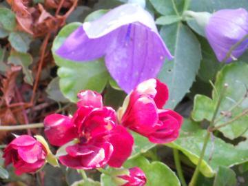 �j�[�ƃ[���j�E��