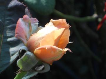 �h�N�^�[�t�@�[�X�g