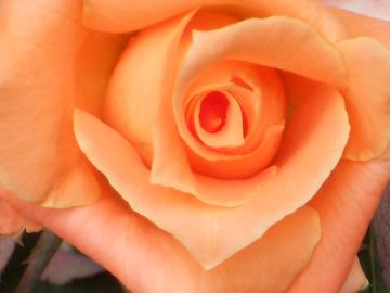 �h�N�^�[�t�@�[�X�g