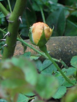 �p�b�g�I�[�X�`���̂ڂ�