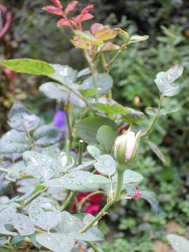 �w���e�[�W�̂ڂ�