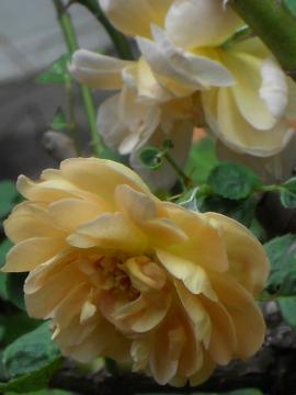 �p�b�g�I�[�X�`��