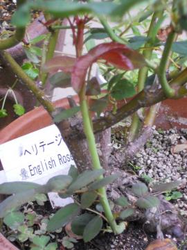 �w���e�[�W�̃V���[�g