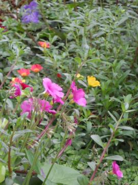 �I�L�U���X�E�|�[���`���J�E�[���j�E���E�e