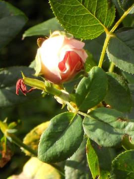 �����̒��̃w���e�[�W