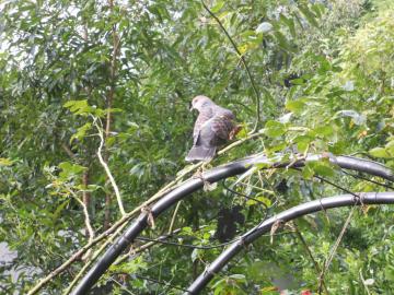 ����������Ă����n�g