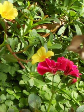 �|�[���`���J�ƃ[���j�E��