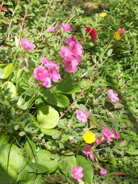 �I�L�U���X