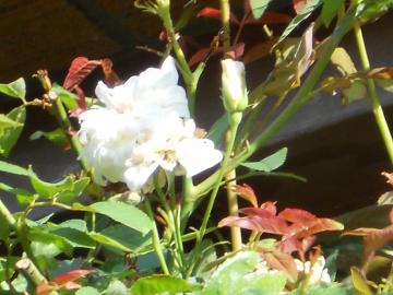 �����̒��̃X�e���O���C