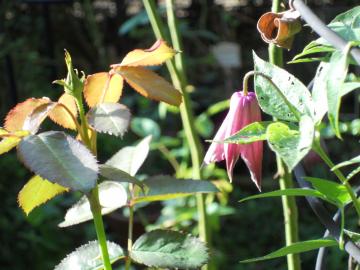 �����̒��̃N���}�`�X