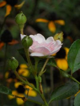 �U�E�t�F�A���[