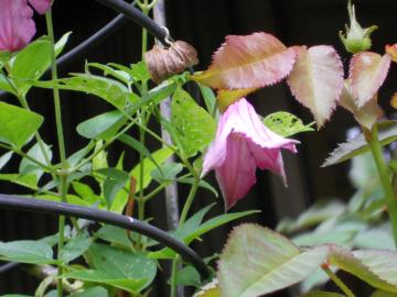 �N���}�`�X