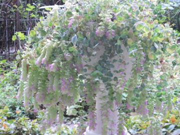 �I���K�m�P���g�t�H�[���A