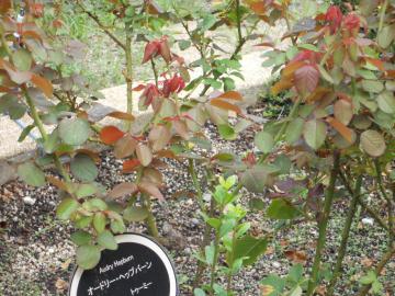 �I�[�h���[�E�w�b�v�o�[��