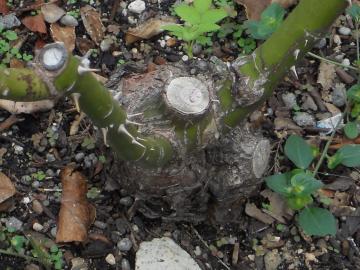 �w�b�v�o�[���̑����E�E�E��