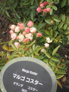 �}���R�Y�V�X�^�[