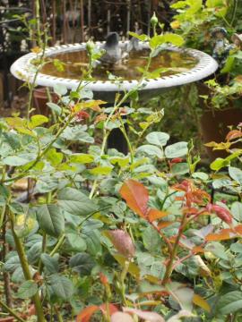 �o�[�h�o�X���ӂ̂ڂ�