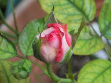 ��R�[���̂ڂ�