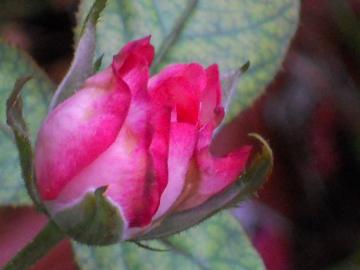 ��R�[���̂ڂ�