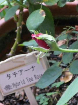 �^�`�A�[�i�̂ڂ�