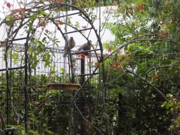 �����̃n�g