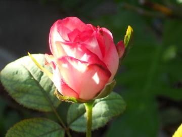 �����̒��̓�R�[��