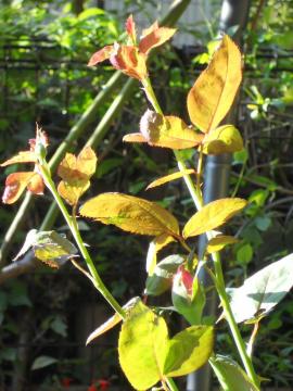 �����̒��̃N�C�[���G���U�x�X