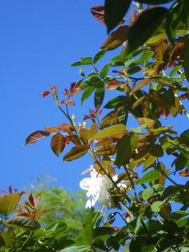 �X�e���O���C�ƏH�̋�