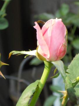 �N�C�[���G���U�x�X�̂ڂ�