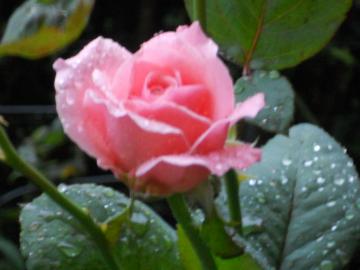 ���������J�����G���U�x�X�Ȃ̂ɁE�E�E