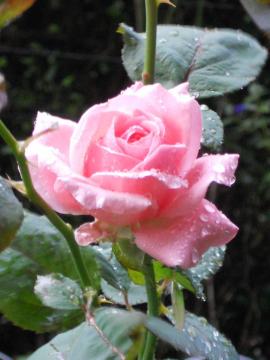 �J�̒��̃G���U�x�X