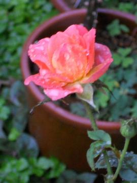 �J�̒��̃t���[�g