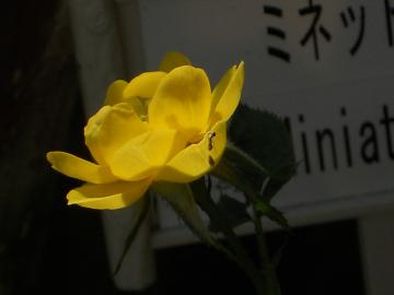 �~�j�o���E�~�l�b�g�T�j�[