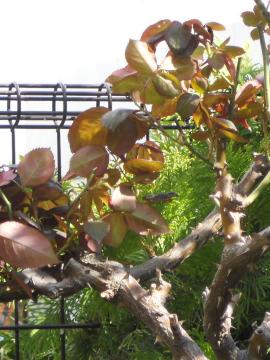 �A���N���E�H���^�[�̌��C�ȗt