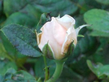 �w���e�[�W�̂ڂ�