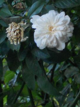 �X�e���O���C