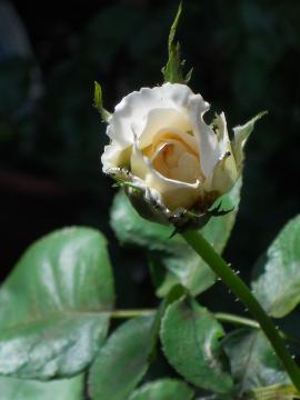 ���n���V���g���E�X