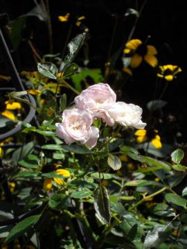 �t�F�A���[