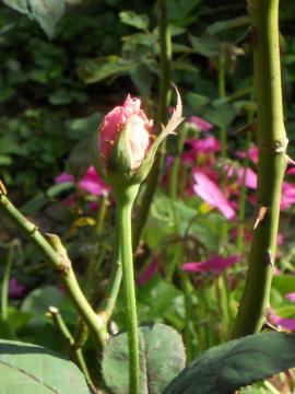 �G���U�x�X�̂ڂ�