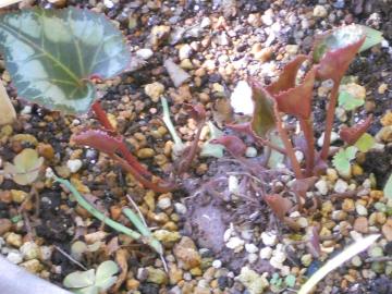 �K�[�f���E�V�N������