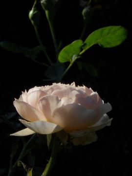 �����̒��̃w���e�[�W