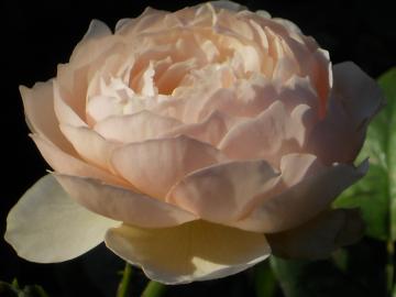 �����������邭�Ȃ��ā@���̃w���e�[�W